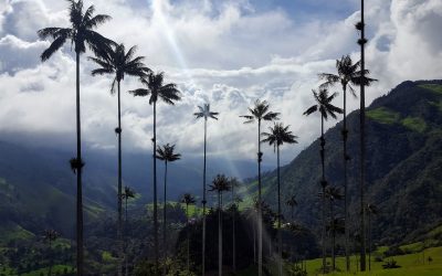 Week 47: Medellin